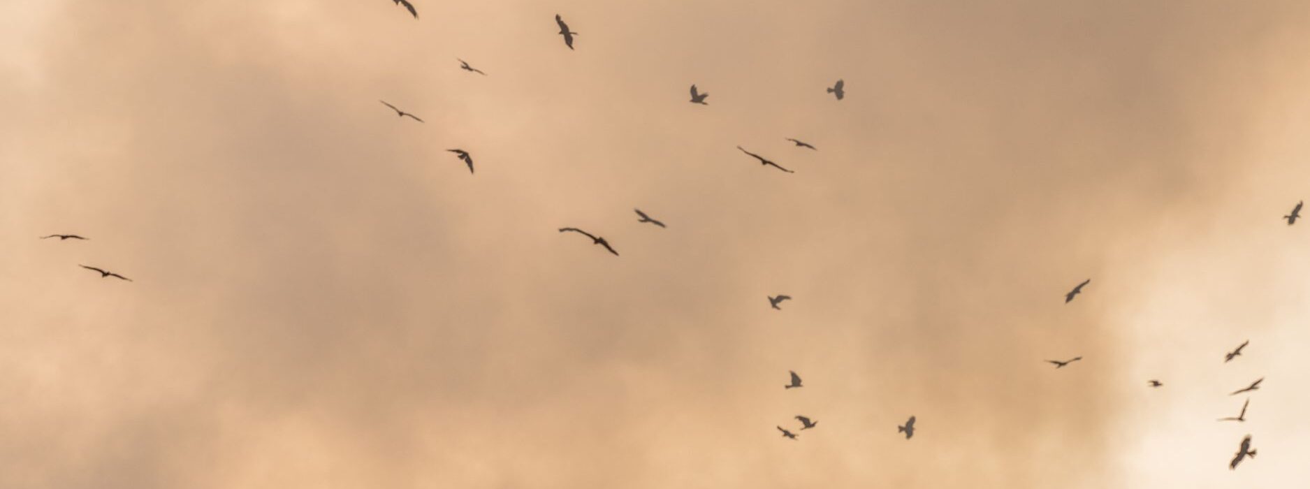 categorie-polluant-eternel-pfas