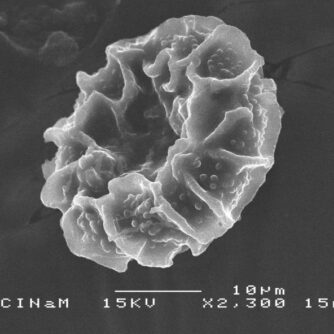 Un pollen de bougainvillier altéré par la pollution atmosphérique. Photo&nbsp;: DR