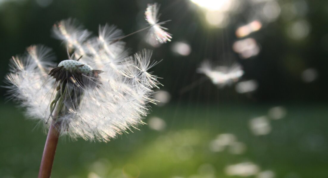 Selon l'Anses, 30 % des adultes et 20% des enfants de +9 ans souffrent de pollinose en France. Photo : Pixabay