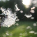 Selon l'Anses, 30 % des adultes et 20% des enfants de +9 ans souffrent de pollinose en France. Photo : Pixabay