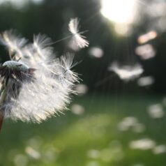 Selon l'Anses, 30 % des adultes et 20% des enfants de +9 ans souffrent de pollinose en France. Photo : Pixabay
