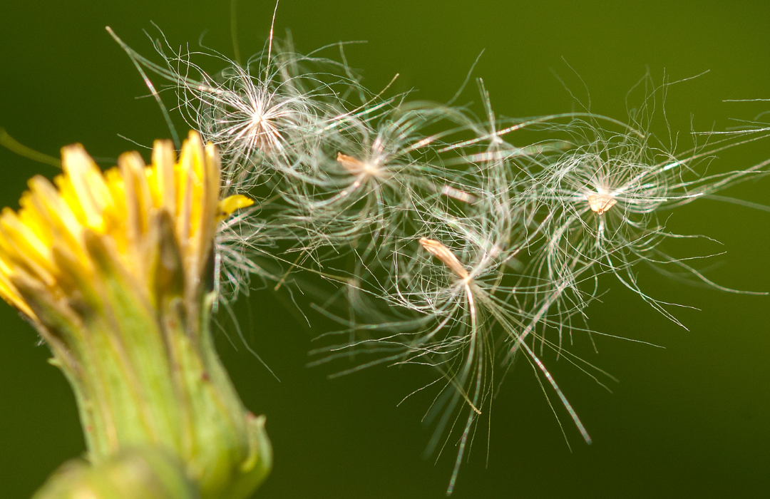 pollens-newsletter-inspirons-atmosud