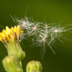 pollens-newsletter-inspirons-atmosud