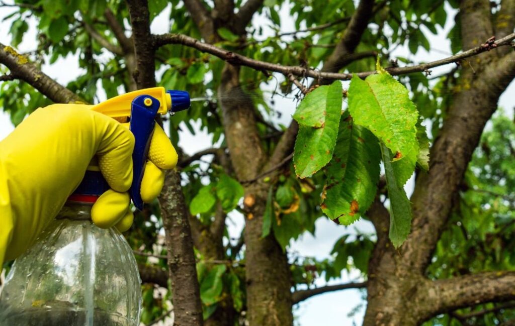 Les fongicides, utilisés pour lutter contre le développement ou la présence des champignons parasites des végétaux en culture conventionnelle sont les pesticides les plus courants en région Sud. Photo : Canva 