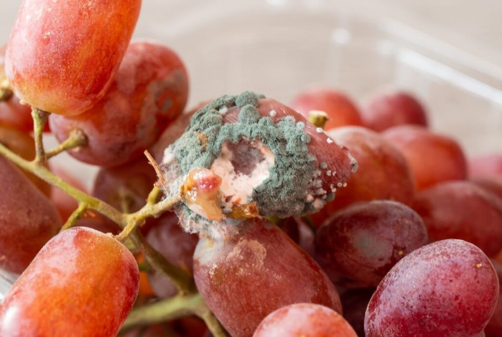 Utilisés pour lutter contre les moisissures et les champignons, les fongicides sont les pesticides les plus retrouvés dans l'air par AtmoSud pour l'étude PestiRiv. Photo : Canva