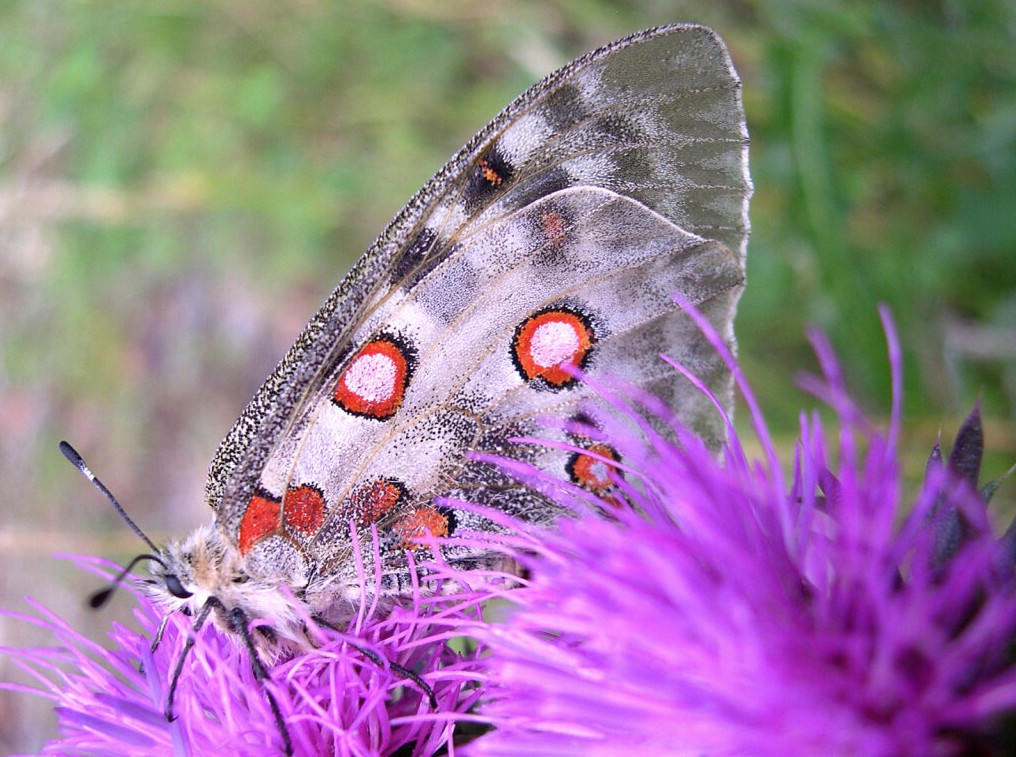 Symbole d'une biodiversité menacée d'extinction, l'Apollon est une espèce protégée en France, toujours présente dans la partie alpine de la région Sud. Photo&nbsp;: ARBE