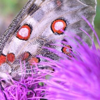 Symbole d'une biodiversité menacée d'extinction, l'Apollon est une espèce protégée en France, toujours présente dans la partie alpine de la région Sud. Photo : ARBE