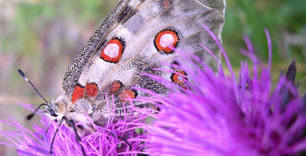 Symbole d'une biodiversité menacée d'extinction, l'Apollon est une espèce protégée en France, toujours présente dans la partie alpine de la région Sud. Photo : ARBE