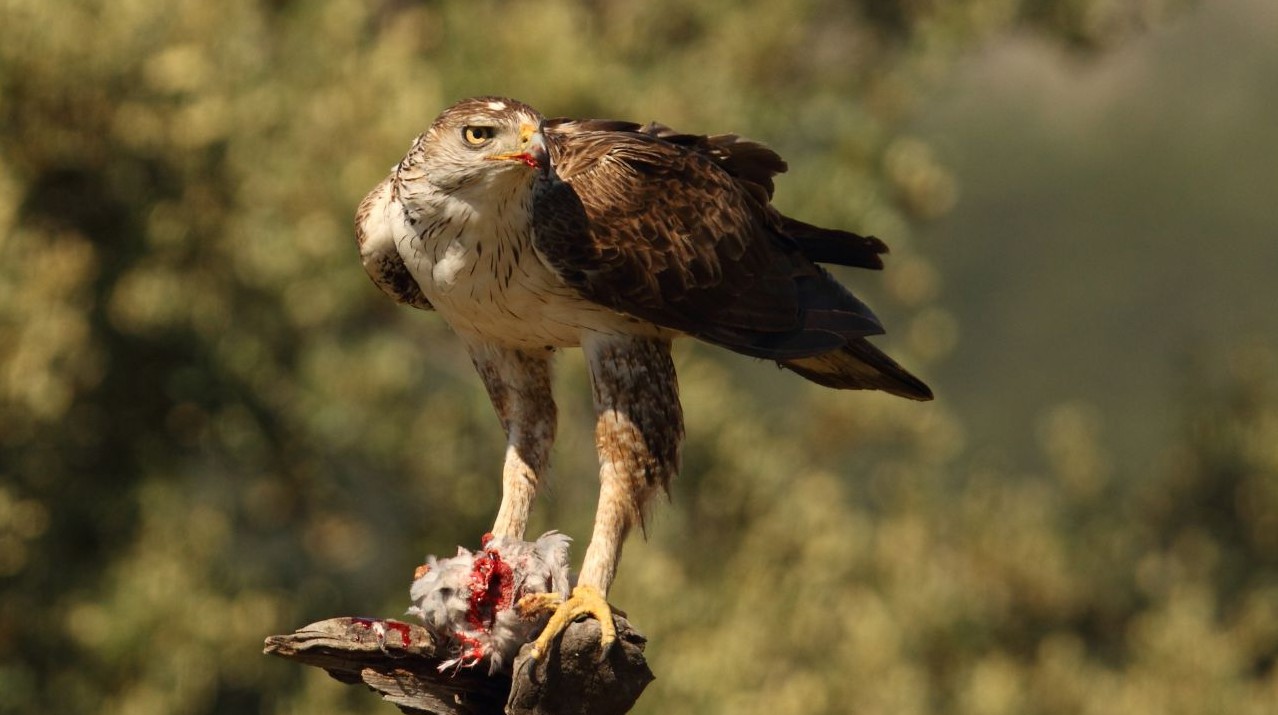 Les actions menées dans le cadre du Plan national en faveur de l’Aigle de Bonelli ont permis l’augmentation de près de 80% des effectifs en région Sud, passant de 12 couples en 2002 à 22 couples en 2022. Photo&nbsp;: Canva