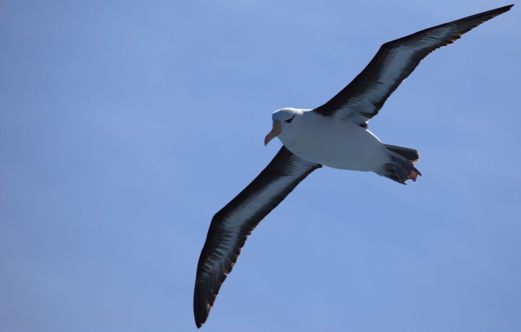 Déborah Pardo, exploratrice scientifique marseillaise spécialiste des albatros, est l'invitée premier épisode podcast d'Inspirons ! de l'année pour débuter 2026 sur un souffle d'écologie positive. Photo : Canva