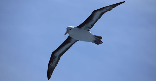 Déborah Pardo, exploratrice scientifique marseillaise spécialiste des albatros, est l'invitée premier épisode podcast d'Inspirons ! de l'année pour débuter 2026 sur un souffle d'écologie positive. Photo : Canva