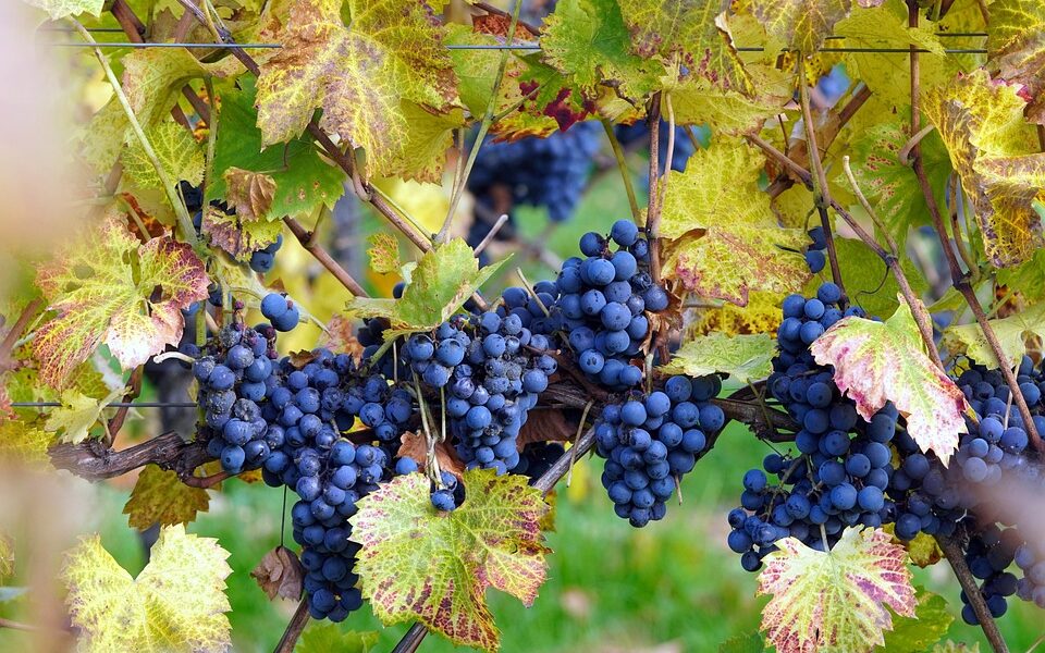 Qule est l'impact sanitaire des pesticides mesurés en région Sud dans le cadre de l'étude nationale PestiRiv&nbsp;? Le toxicologue Pierre-Henri Villard fait le point. Photo&nbsp;: Cnava