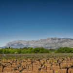 La viticulture responsable pratiquée par les viticulteurs des Vignerons de la Sainte-Victoire fait partie de l'histoire racontée au travers de leur AOP. Photo : Association des Vignerons de la Sainte-Victoire.