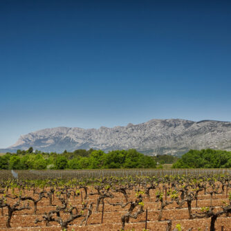 La viticulture responsable pratiquée par les viticulteurs des Vignerons de la Sainte-Victoire fait partie de l'histoire racontée au travers de leur AOP. Photo : Association des Vignerons de la Sainte-Victoire.