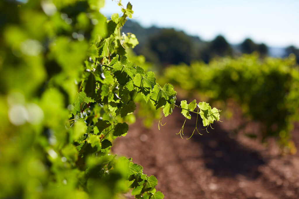 Dans leur lignée de viticulture responsable, les Vignerons de la Sainte-Victoire optent pour un amendement naturel de leurs sols, à base de fumier et de masses de compost organique. Photo&nbsp;: Vignerons de la Sainte-Victoire