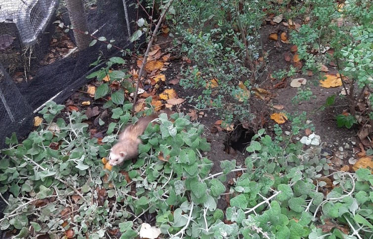Pour lutter contre la prolifération des rats à Marseille, la Ville s'est tournée vers une solution écologique : une introduction de furets, leurs prédateurs naturels. Photo : Ville de Marseille 