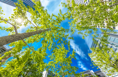 Les villes ont été pensées dans une vision centrée sur l'homme et qui écarte la nature. Un socle urbain que les experts repensent aujourd'hui face aux enjeux climatiques. Photo : Canva